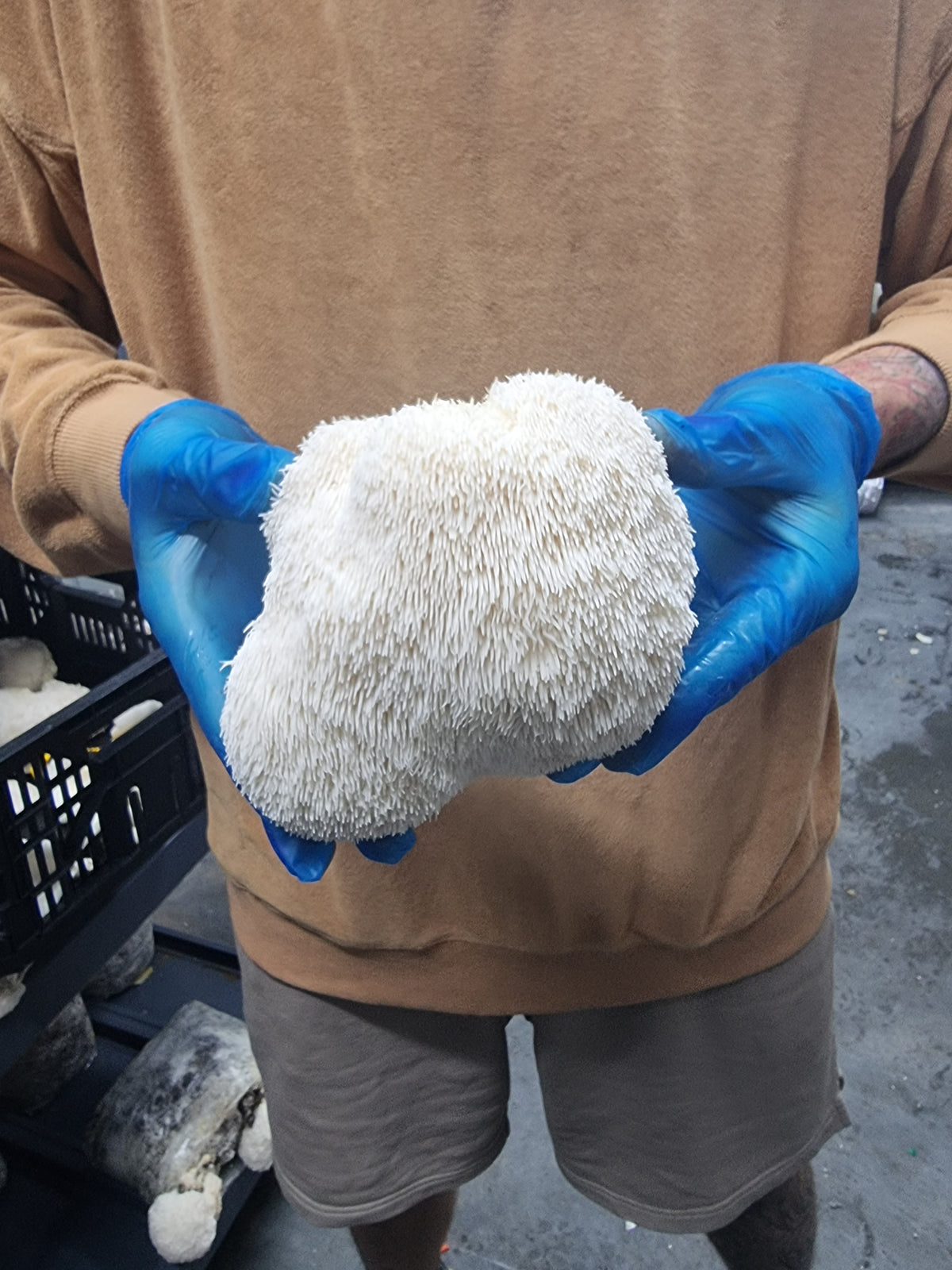 Freshly hand-harvested Lion's Mane mushroom held in gloved hands